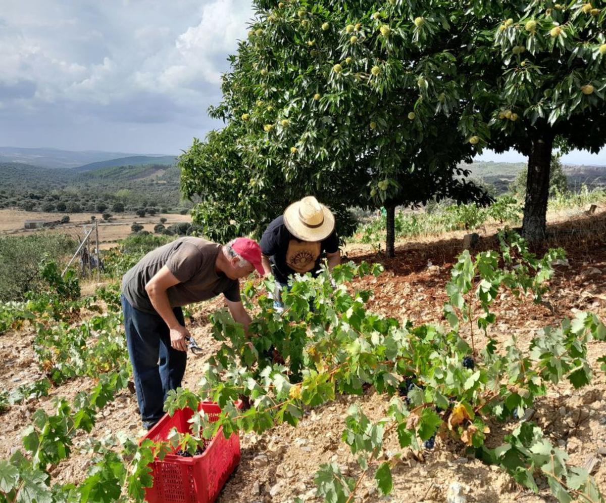 Tiempo de uvas en la Sierra de la Culebra