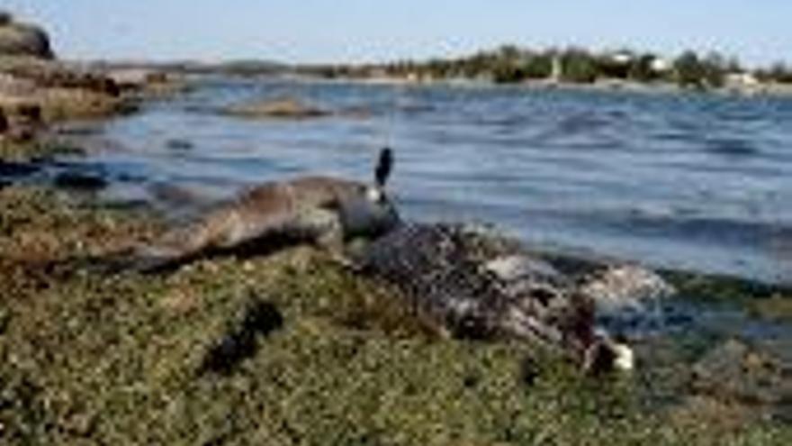 Aparecen varias decenas de peces muertos en las orillas de Proserpina