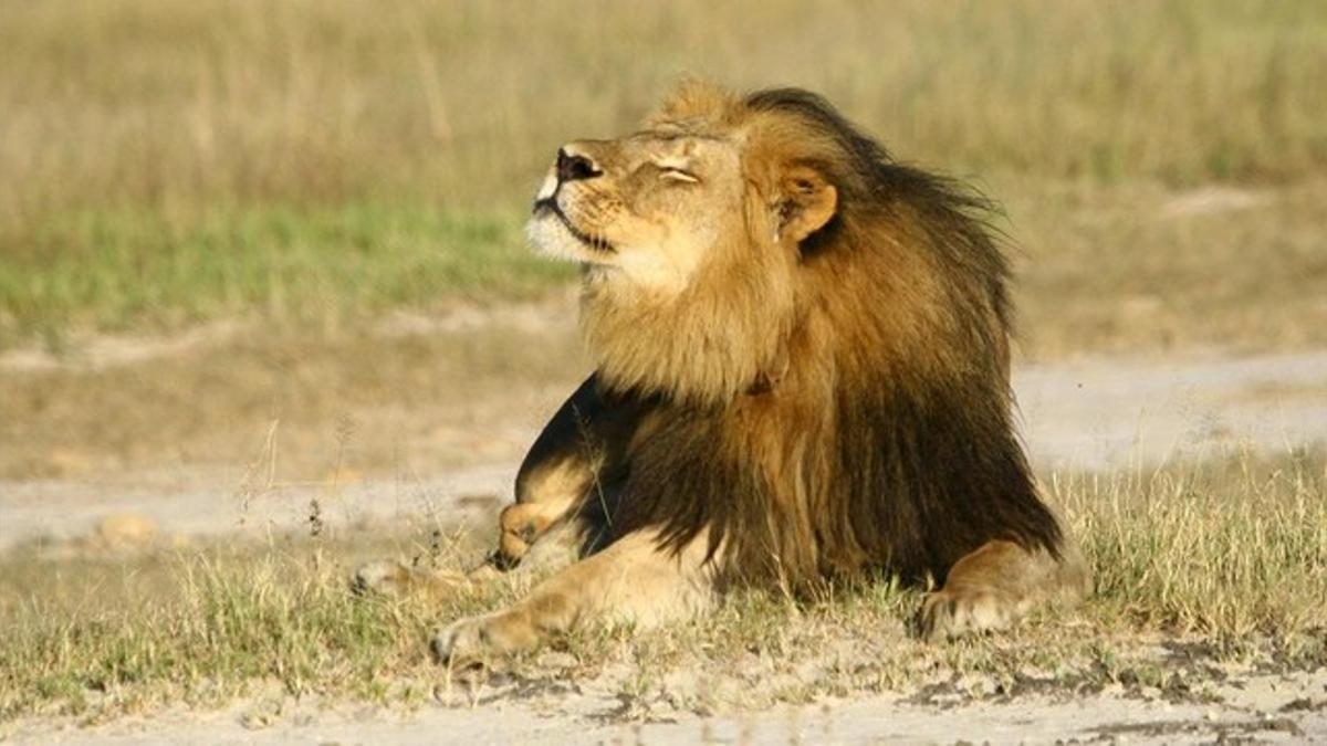 El león Cecil, en el Parque Nacional Hwange, en una imagen de archivo.