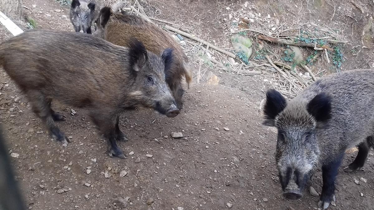 Porcs senglars a Barcelona