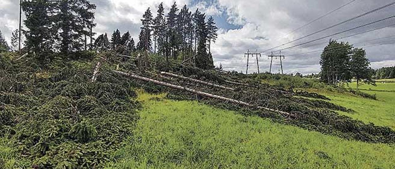 Los árboles pueden cortar el suministro eléctrico.