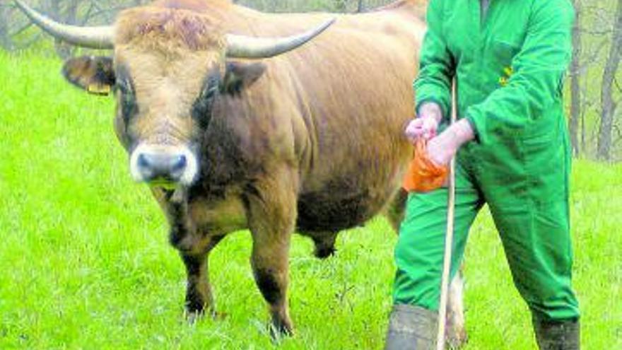 José Antonio González Díaz, con un toro de raza casina de la montaña.