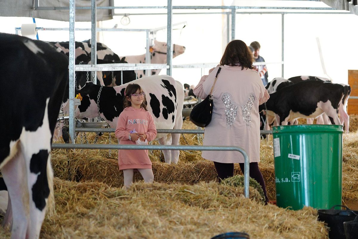 Feria de ganado vacuno holstein en Dos Torres