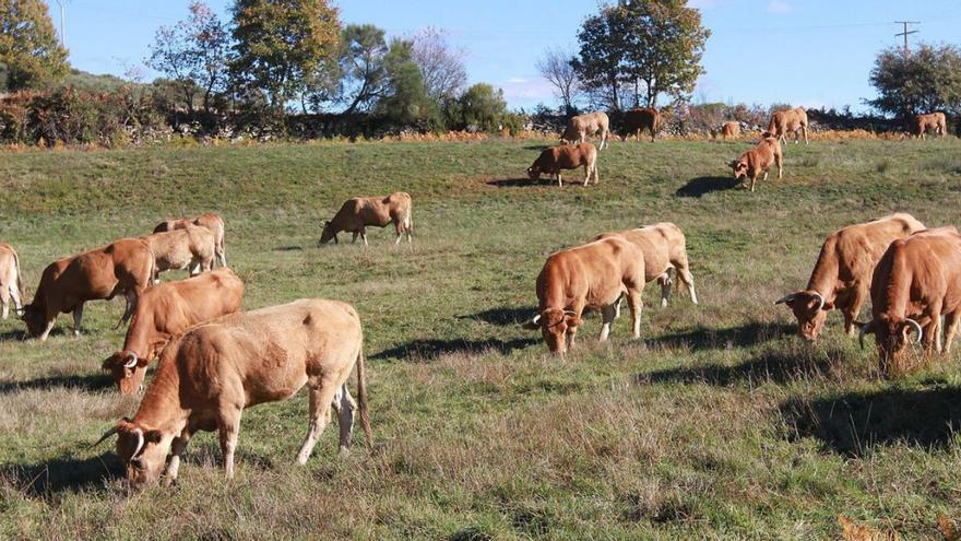 Ejemplares de Rubia Gallega pastan en una granja de Ourense.   | // IÑAKI OSORIO