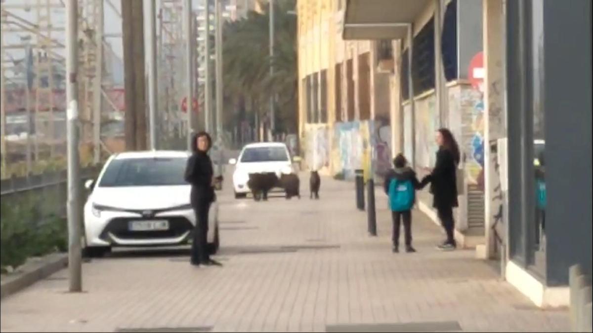 Un grupo de jabalíes se pasea por las calles de Badalona