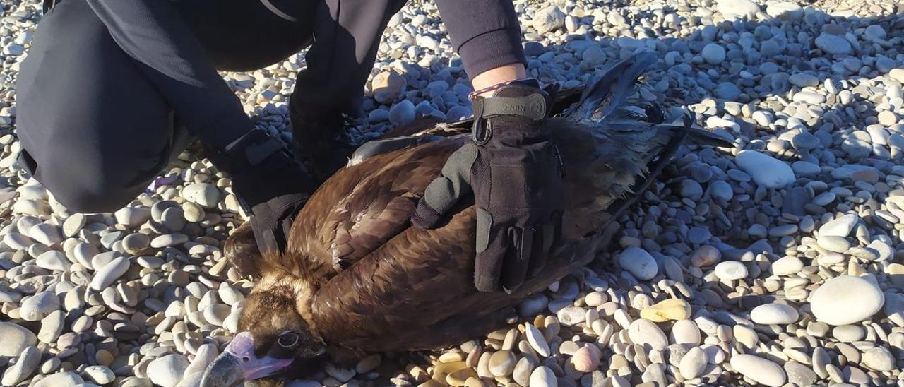 Vecinos y agentes de la Policía Local de Benicarló procedieron a rescatar al buitre negro procedente de una reserva en Lleida, que cayó en una charca de la playa Mar Xica.