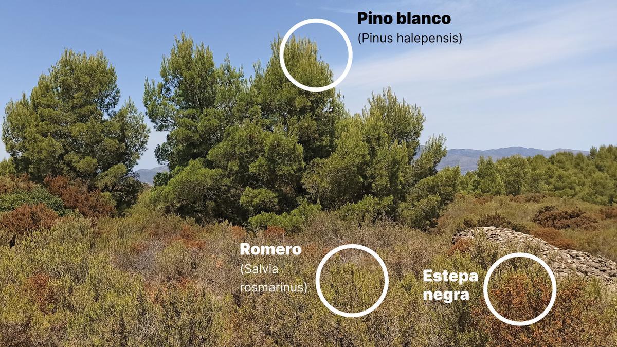 Tres especies que sirven de indicador para observar el estrés hídrico que sufre la vegetación