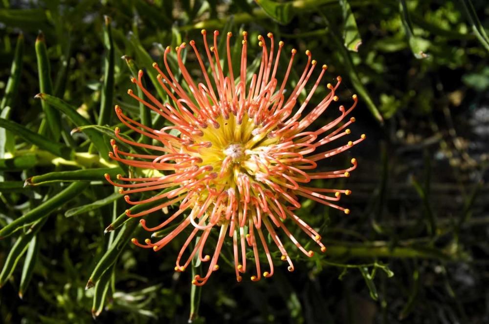 Finca de proteas de Alfonso Mayor