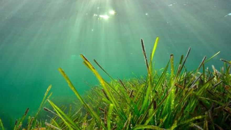 Pradera de posidonia oceánica.