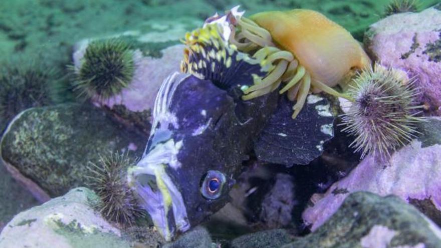 Los peces sculpin nadan entre las muy urticantes anémonas, si cometen un fallo los tentáculos les atrapan y son engullidos. 