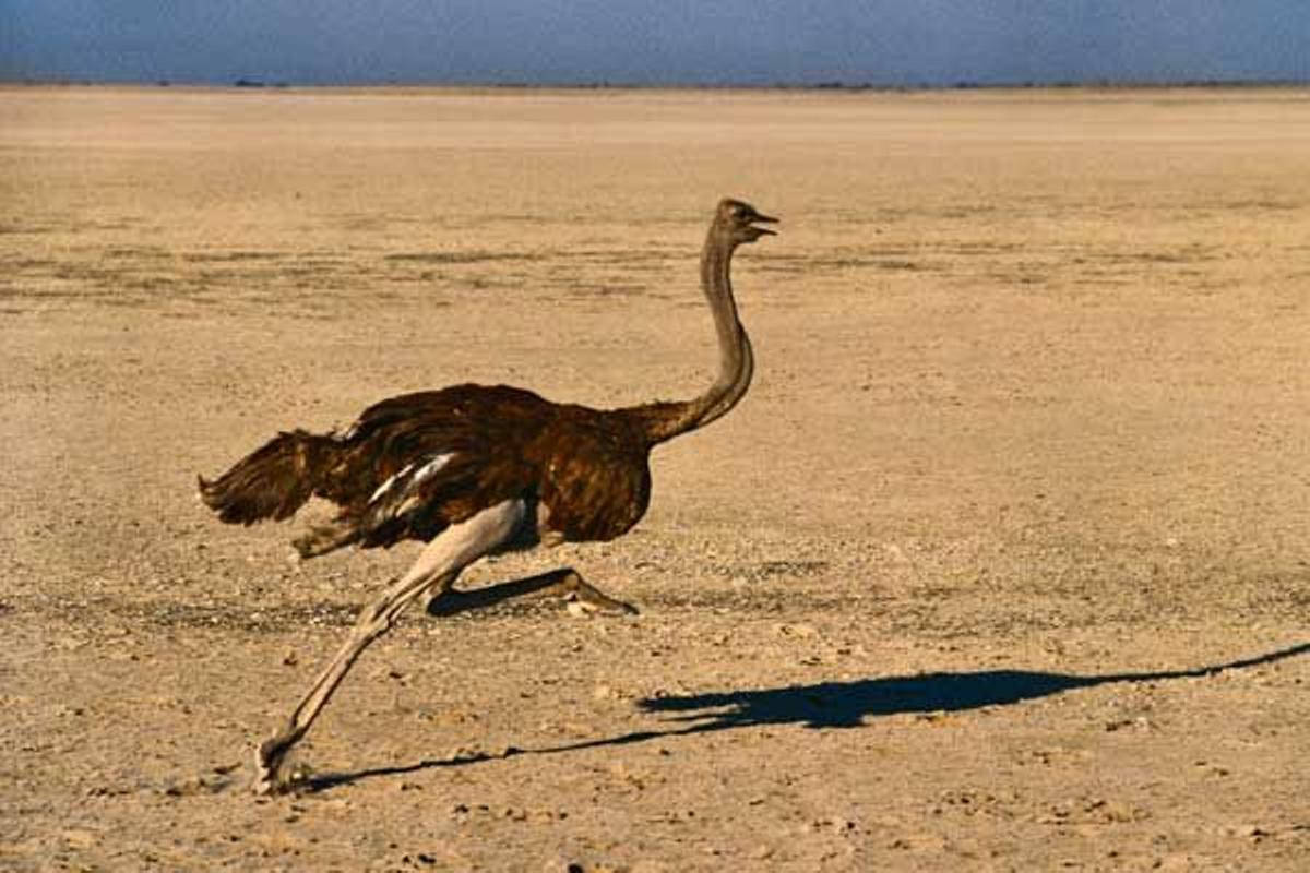Una avestruz corriendo en Makgadikgadi Pans.