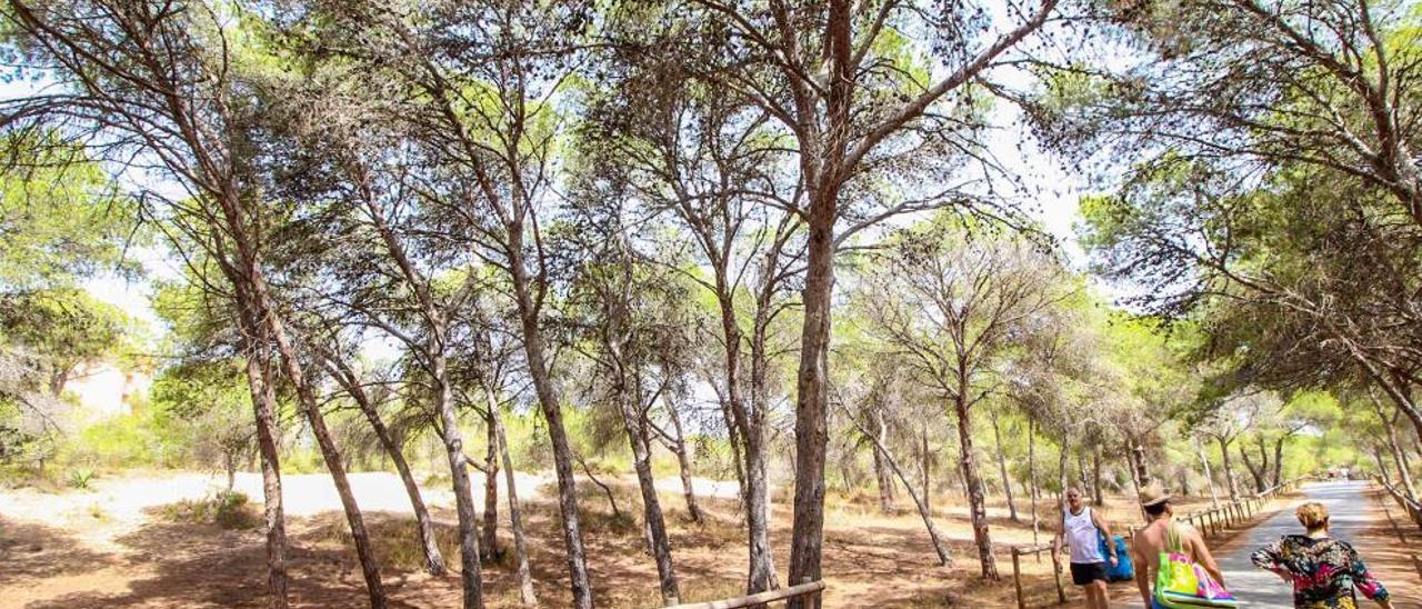 Árboles de la pinada de Guardamar arrasados por la plaga