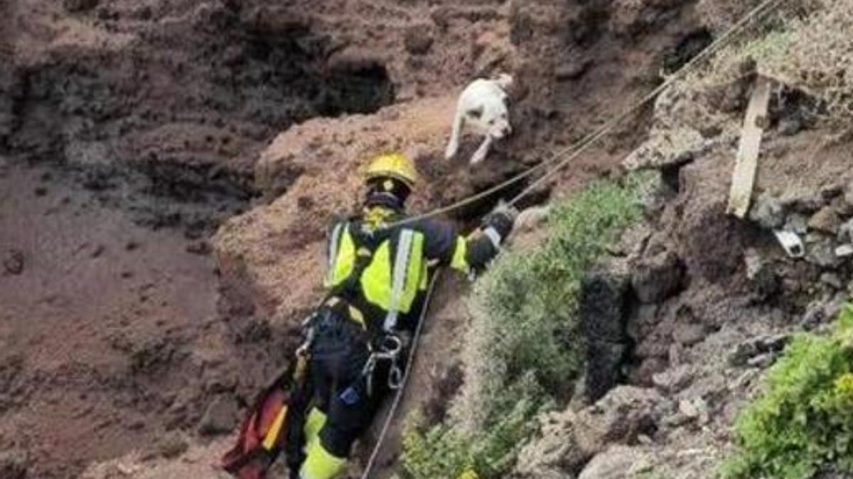 Rescatan a un perro atrapado en un acantilado en Gáldar