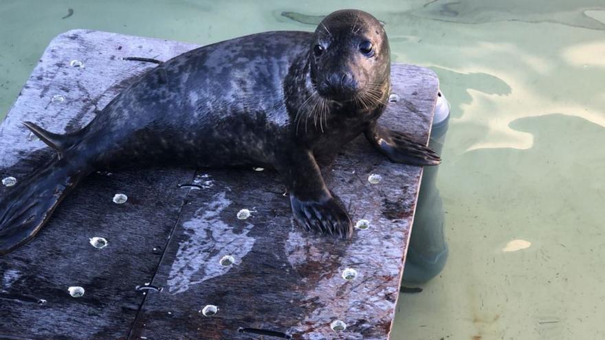 Tenemos nueva foca en la piscina