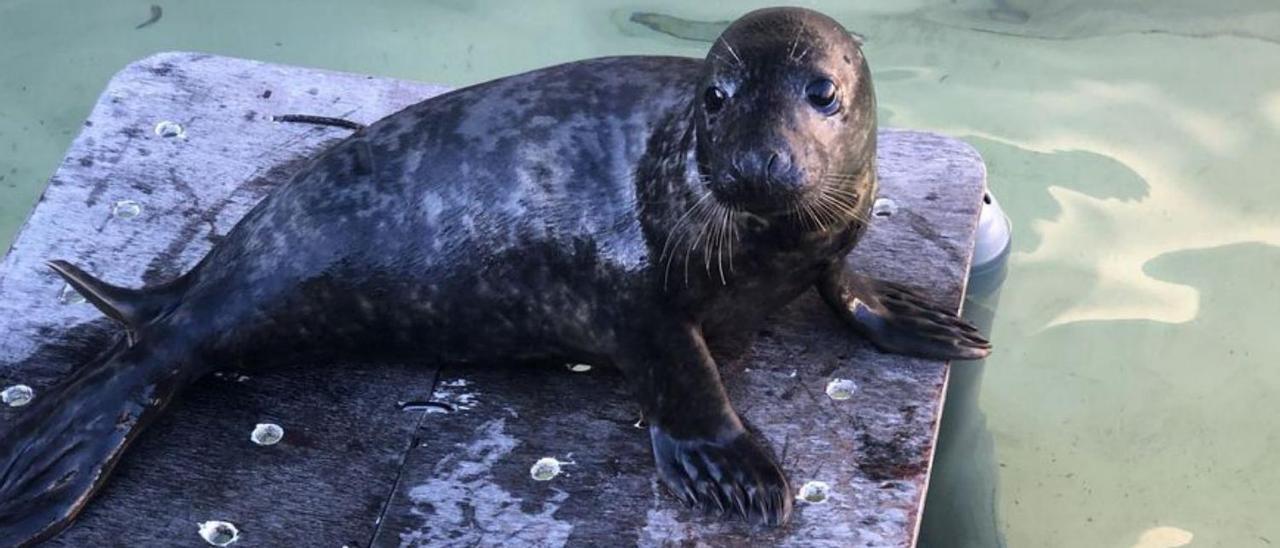 El lobo marino que se recupera actualmente en la piscina de A Illa.