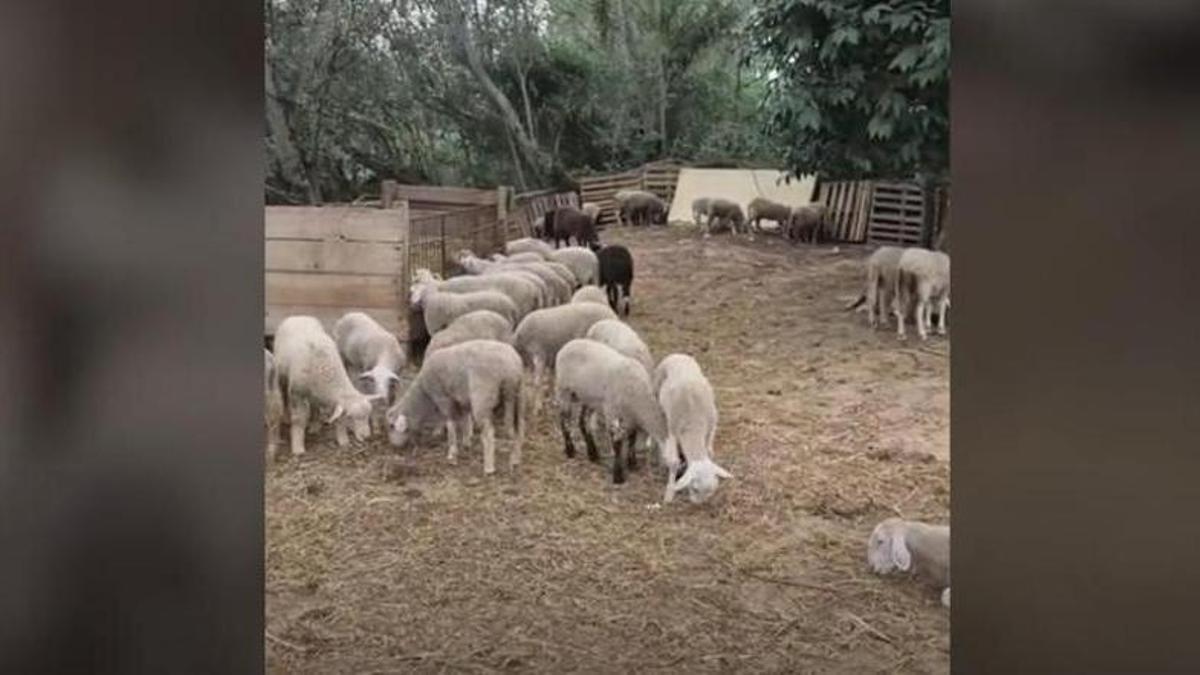 Els Mossos d’Esquadra denuncien un home per incompliment en els drets i benestar animal i intervenen 180 xais en una instal·lació il·legal a Sant Esteve de Sesrovires