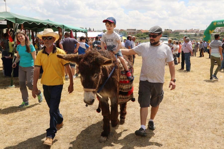 Feria de la Raza Sayaguesa en Bermillo