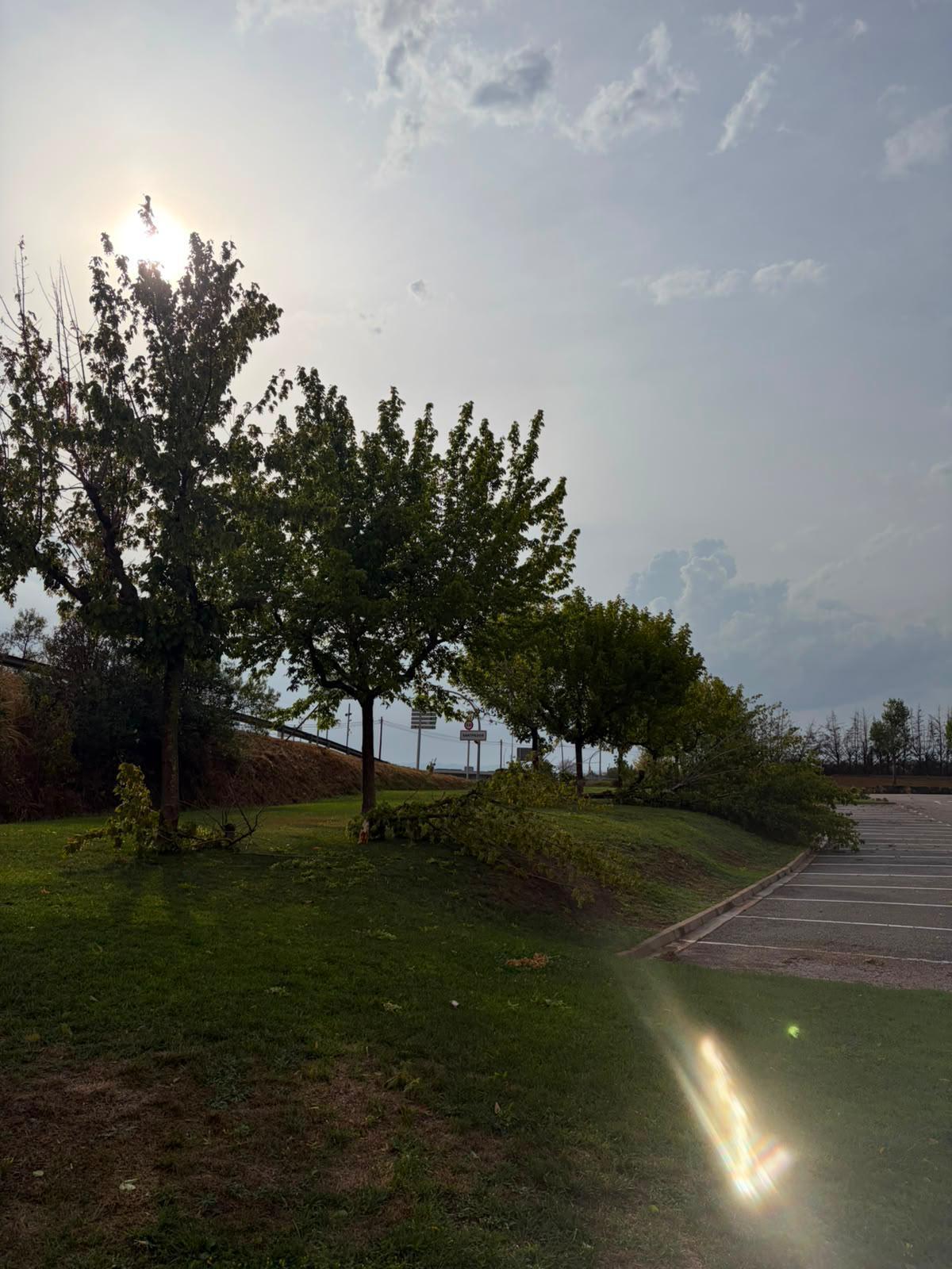 Arbres caiguts a causa de la pluja a Santpedor