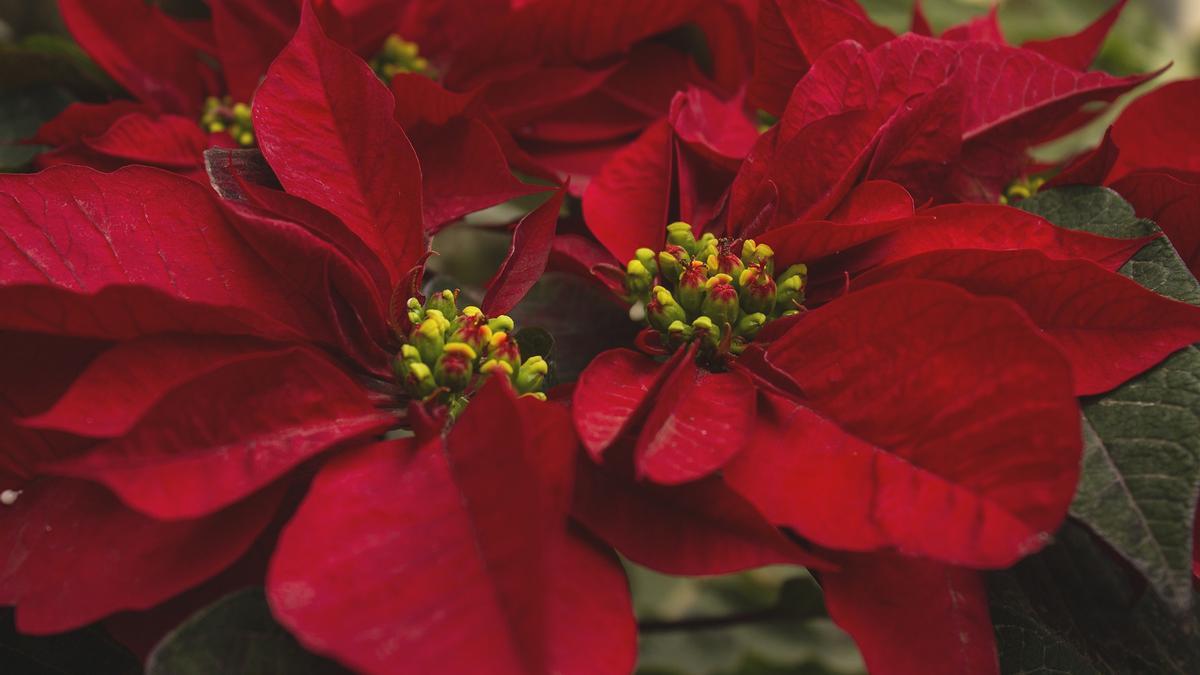 flores de navidad