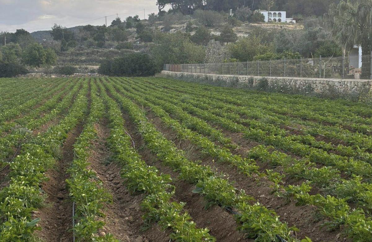 Vista de la finca Can 
Puvil. | |  AGUSTINA HEINE