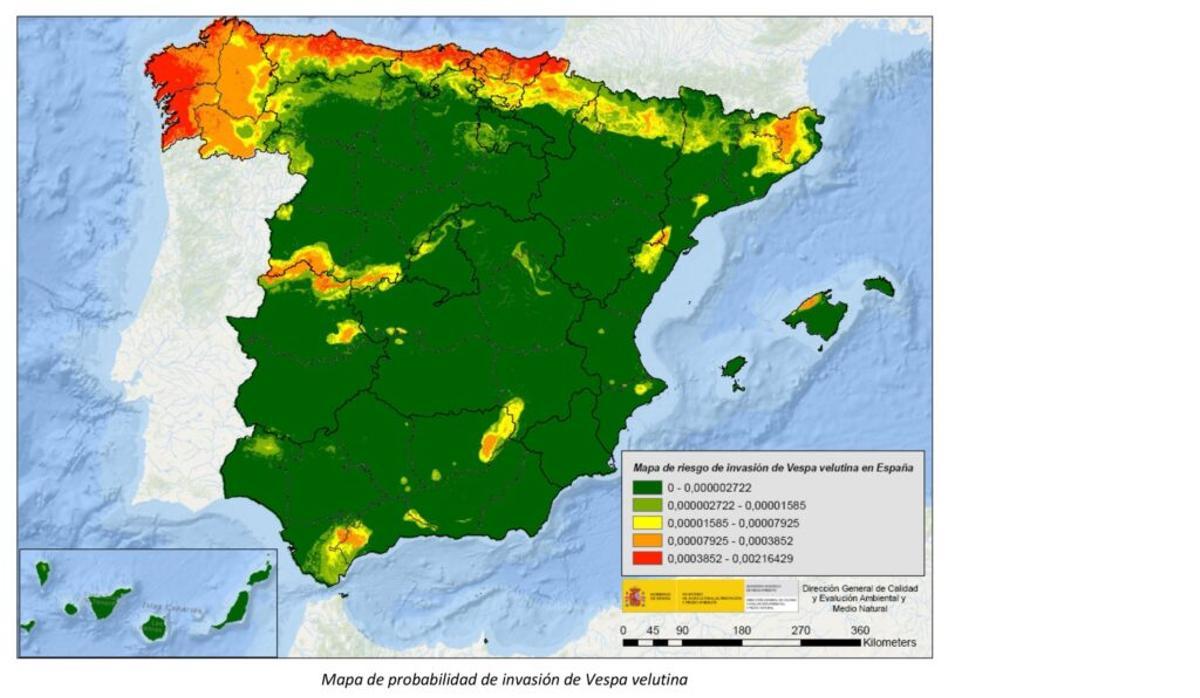 Ofensiva científica para frenar la ‘avispa asesina’ en España