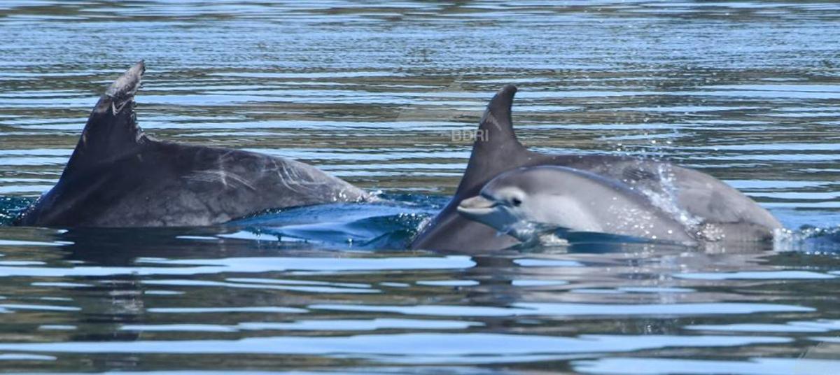 El buen tiempo propicia la fotoidentificación de crías de delfín mular