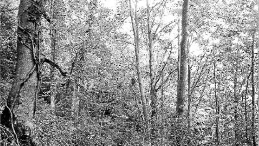 Imatge d&#039;una fageda de Montagut i Oix, a la comarca de la Garrotxa, una de les més denses en boscos.