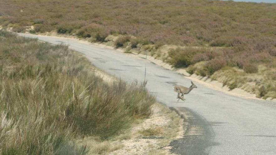 Una corza cruza veloz la carretera de acceso a un parque eólico de Sanabria.