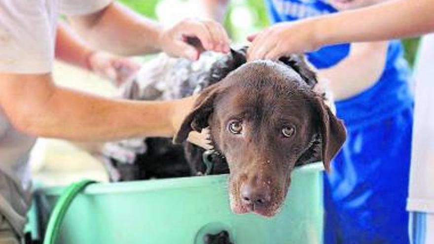 Trasplante de pelo para perro en Turquía