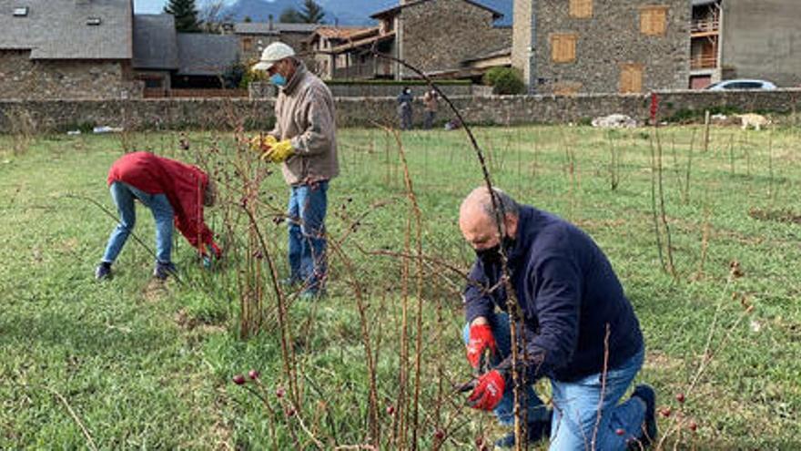 El president de la Fundació Adis, Rafa Villena, duent a terme tasques de poda en un camp de rosers silvestres juntament amb altres membres de l&#039;entitat