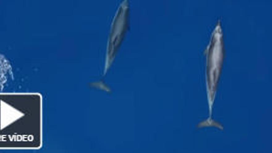 VÍDEO: Dofins a vista de dron a la Costa Brava