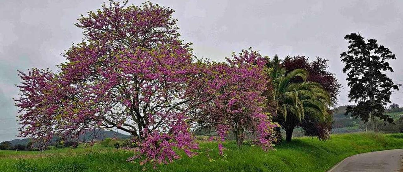 El &quot;árbol del amor&quot;, todo un espectáculo en Bedriñana