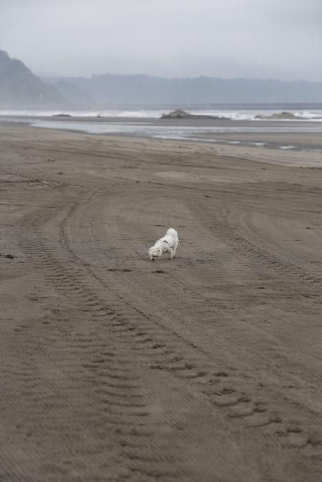 Los perros pueden acceder al playón de Bayas