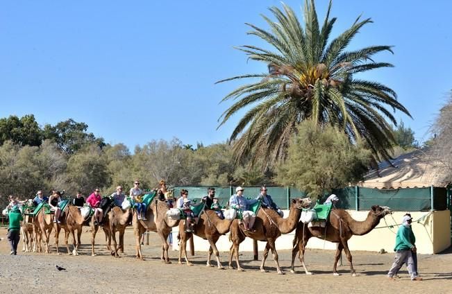 CAMELLOS DUNAS MASPALOMAS