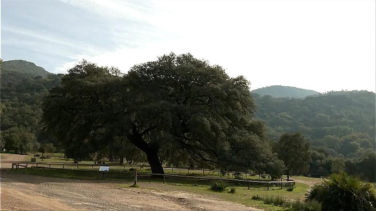 VÍDEO | Una encina de 250 años elegida como el árbol del año en España