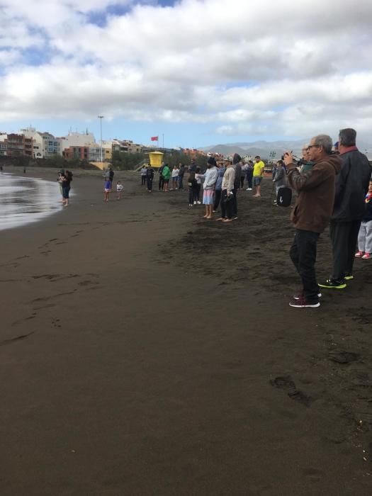 Un cachalote aparece muerto en la playa de Melenara