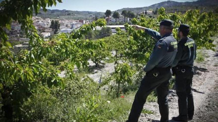 Agentes controlando un campo de cerezos en Planes.