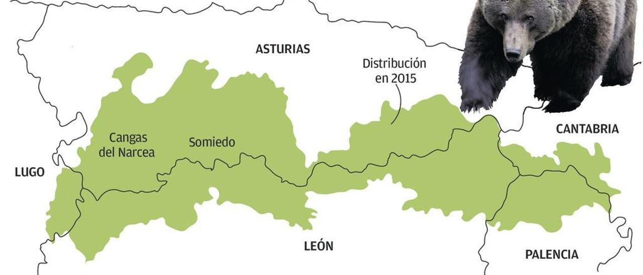 El paso por el Ebro permitirá la expansión futura del oso cantábrico por los Pirineos