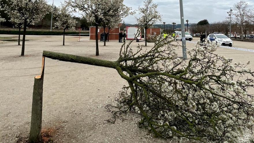 Uns brètols tallen en una nit disset arbres al parc Valldaura d’Igualada