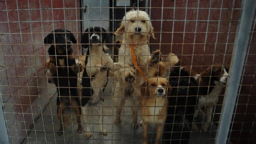 Perros en el refugio de la Diputación en Meis. // I. Abella