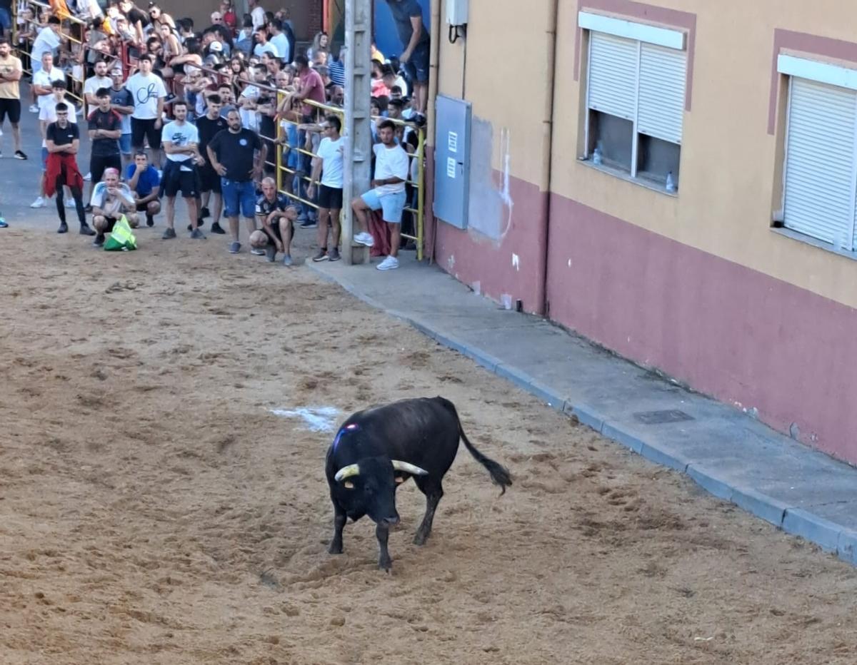La fiesta taurina de Villanueva de Azoague, en imágenes La fiesta taurina de Villanueva de Azoague, en imágenes