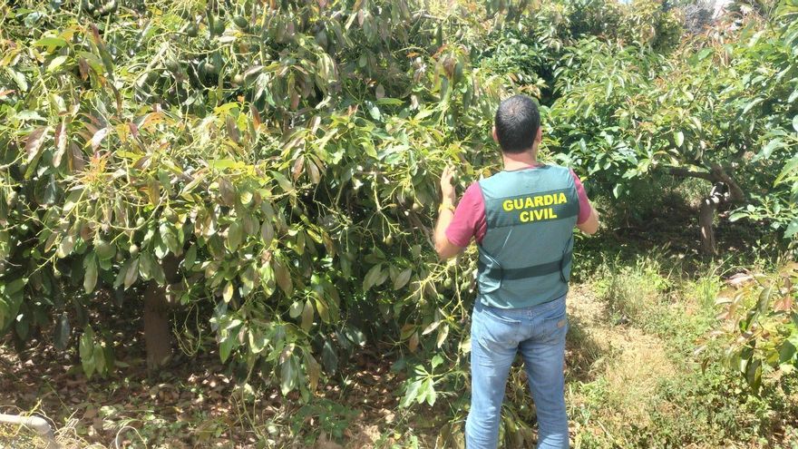 Cuatro ocupas y tres delicuentes habituales, investigados por el robo de 440 kilos de aguacates en Tenerife