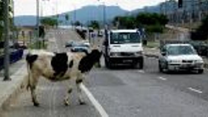 Una vaca suiza campea a sus anchas por la N-521 al escaparse de una finca