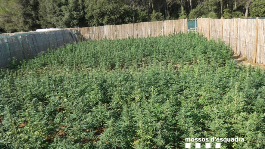 Tres detinguts per cultivar més de 3.100 plantes de marihuana a Borrassà