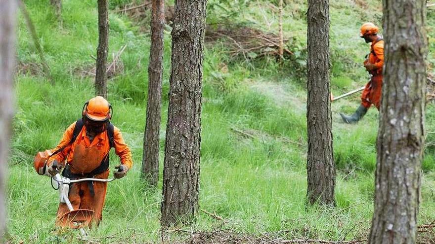 Trabajos de desbroce en una finca en la provincia de Ourense.