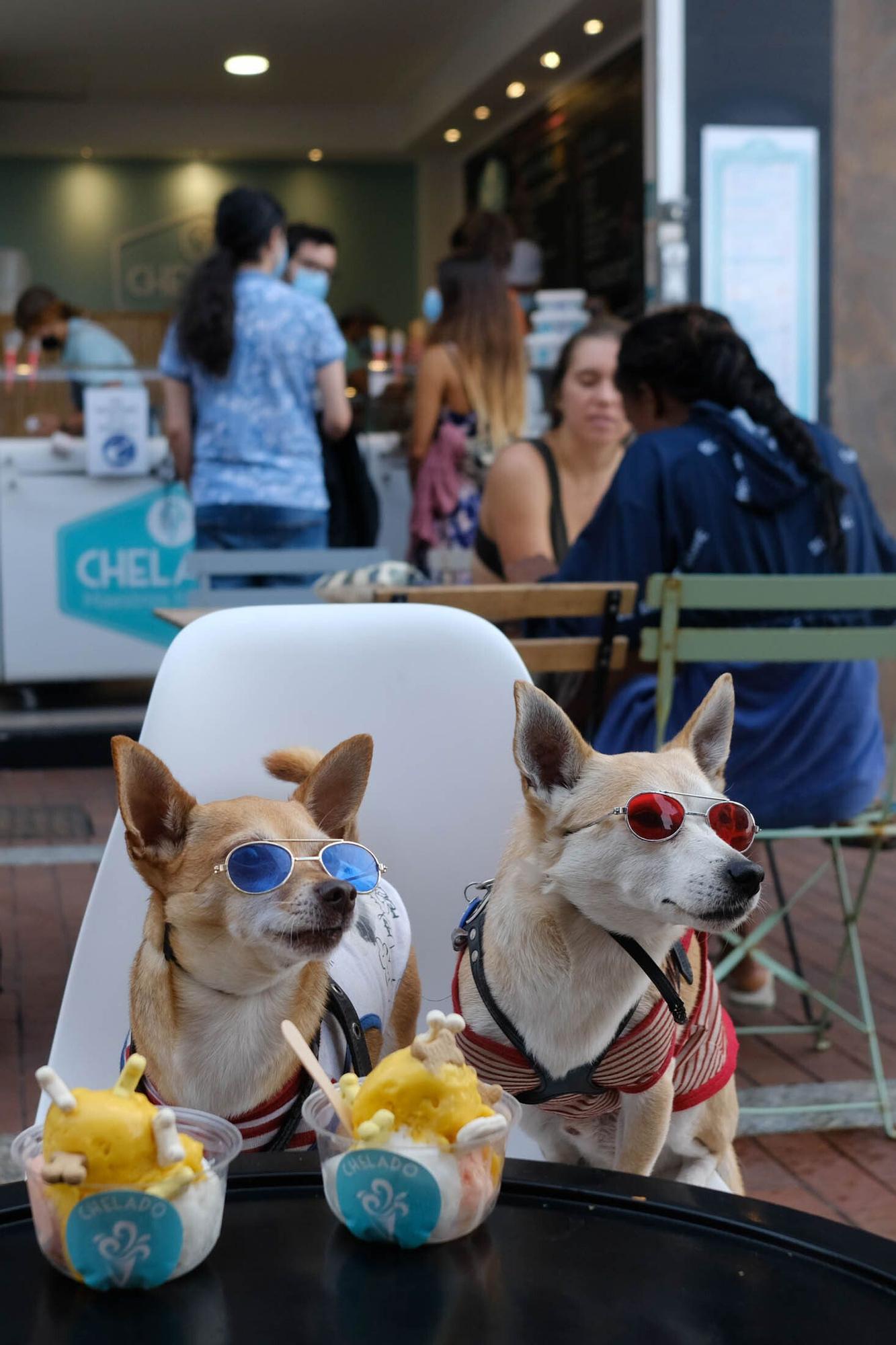 Una heladería de la Cícer vende entre sus productos helados aptos para perros