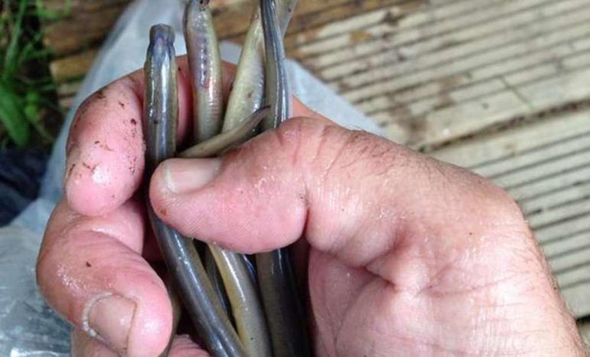 Un vertido de sosa en el Tea envenena miles de peces en un tramo de dos kilómetros