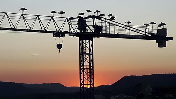 Aus. Grup de cigonyes esperant veure sortir el sol, posades en fila per alçar el vol.