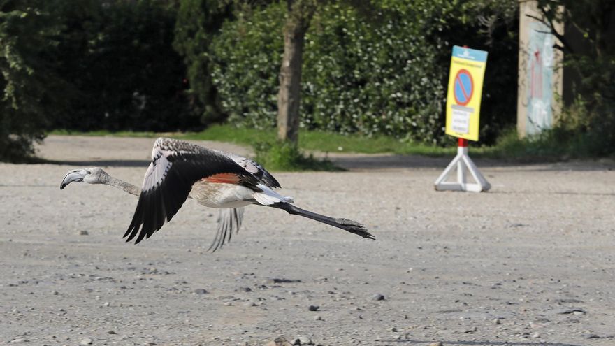 Apareix un flamenc en un solar del barri de Fontajau a Girona