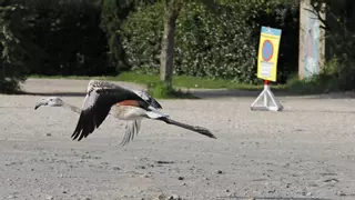Apareix un flamenc en un solar del barri de Fontajau a Girona